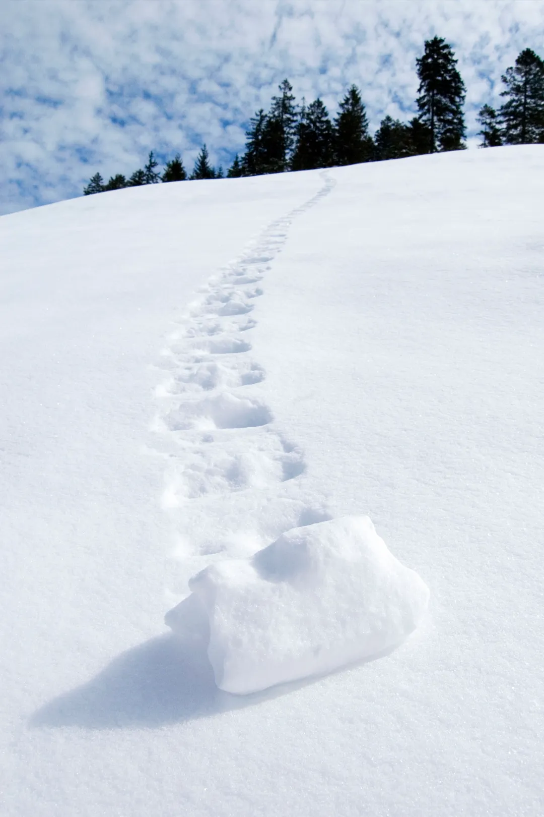 Schneeball rollt einen Hang hinunter und wird groesser